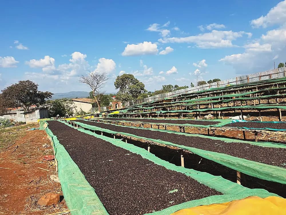 Ethiopian coffee landscape